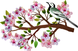 Discover Stunning Vector Graphics of Cherry Blossoms and Birds with Transparent Background - Free PNG Downloads!