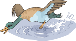Find your perfect water splash with our collection of free bird PNG vectors and transparent backgrounds for graphic design!