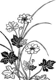  | Free PNG Image