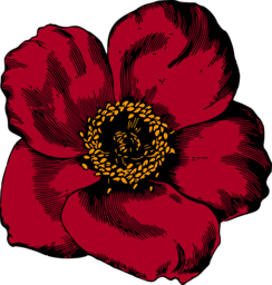 Stunning Floral PNG Images with Transparent Backgrounds - Free Download for Graphic Designers and Advertising