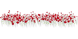 Beautiful Red Flower PNG Images with Transparent Backgrounds for Graphic Design and Advertising
