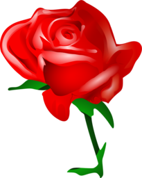 Beautiful Rose Graphics: Free PNG Images with Transparent Background