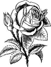  | Free PNG Image
