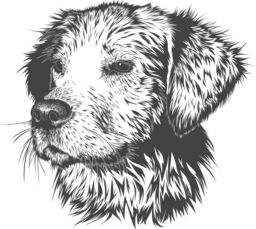 Download High-Quality Transparent Dog Images for Graphic Design and Advertising