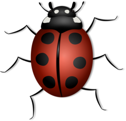 Discover stunning Ladybug and Beetle PNGs with transparent backgrounds for graphic design