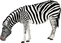 Beautiful and Versatile Zebra Images in Transparent Background PNG Format for All Your Graphic Design Needs