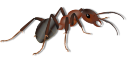 High-Quality Transparent Animal PNG Images for Graphic Design & Advertising