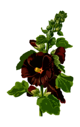 Free Vector Floral and Herbal PNG Images with Transparent Background for Graphic Design and Advertising