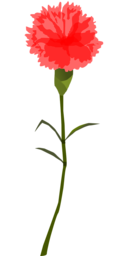 Free PNG Flower Images with Transparent Backgrounds: Perfect for Graphic Design and Advertising