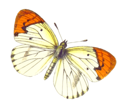 Stunning Animal and Butterfly Illustrations with Transparent Backgrounds for Graphic Design: Free PNG Downloads