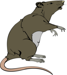 Free and Transparent Rat and Rodent PNG Images for Graphic Design and Advertising
