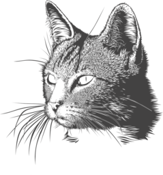Adorable Feline Vector Graphics with Transparent Background - Free Download