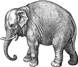 Free Vector Elephant Line Art Downloads with Transparent Backgrounds and PNG Images