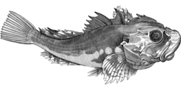 Stunning Fish and Animal Line Art: Free PNG Images with Transparent Background for Graphics and Design