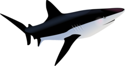 Stunning Oceanic Fish PNG Images with Transparent Background for Graphic Designers