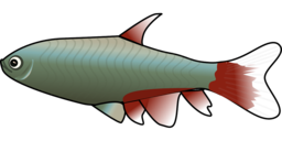 Create Stunning Designs with Free Transparent Fish and Trout PNG Images!