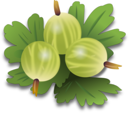 Download High-Quality Vector Gooseberry PNG Images with Transparent Background for Graphic Design Projects