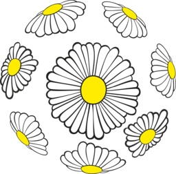 Explore and Download High-Quality Daisy Flower PNG Images with Transparent Background for Graphic Design and Advertising