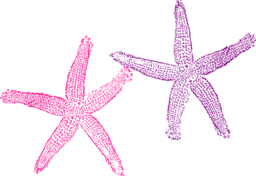Stunning Starfish Images in Purple and Pink with Transparent Background - Free PNG Downloads for Graphic Designers