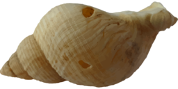 Get Stunning Animal and Ocean Beach PNG Images with Transparent Background - Free Download Now!