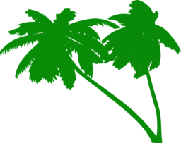 Free High-Quality Palms and Coconut Tree PNG Images with Transparent Backgrounds for Graphic Design and Advertising