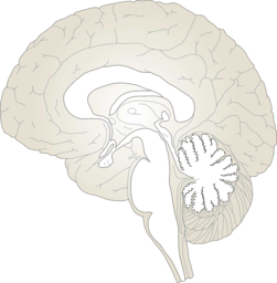 Unlock the Wonders of the Human Brain with Free and Transparent PNG Images