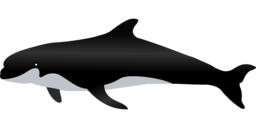 Stunning Killer Whale and Whale PNG Images with Transparent Background for Graphic Design and Advertising