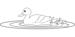 Get High-Quality Duck Swimming Images for Graphic Design and Advertising with Transparent Backgrounds - Free PNG Download