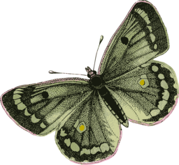 Beautiful Butterfly PNG Images with Transparent Background for Graphic Design and Web Projects