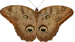 Free Transparent PNG Images of Animals, Butterflies, and Insects for Creative Design Projects