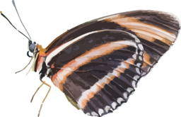 Download Free Animal and Butterfly PNG Images with Transparent Background for Graphic Design and Web Projects