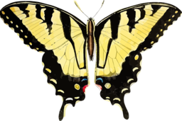 Discover Stunning PNG Images of Butterflies, Animals, and Insects - Perfect for Graphic Design Projects and Promotional Materials
