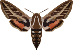 Free High-Quality PNG Images of Hyles Butterflies with Transparent Backgrounds for Graphics, Web Design & Creative Projects