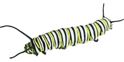  | Free PNG Image
