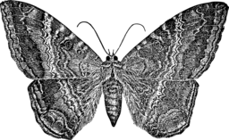  | Free PNG Image